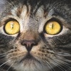L'asthme du chat